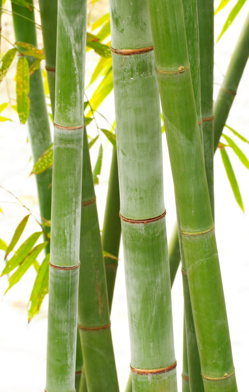 新鲜的竹子图片下载
