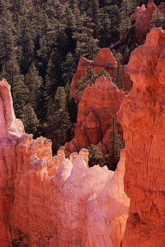 布莱斯峡谷的粉红色悬崖和森林图片下载