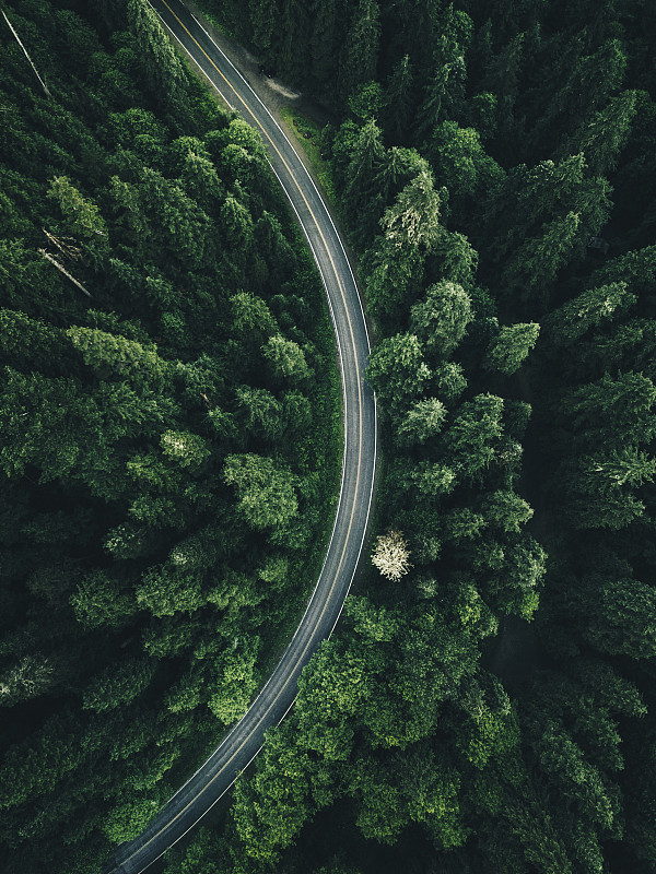 在北美的森林中蜿蜒的道路图片下载