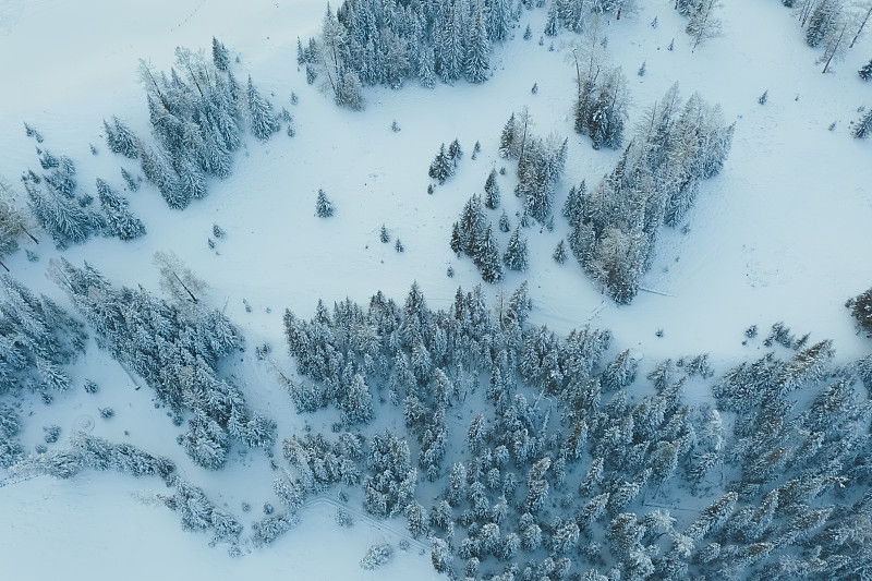 冬季树木鸟瞰图图片下载