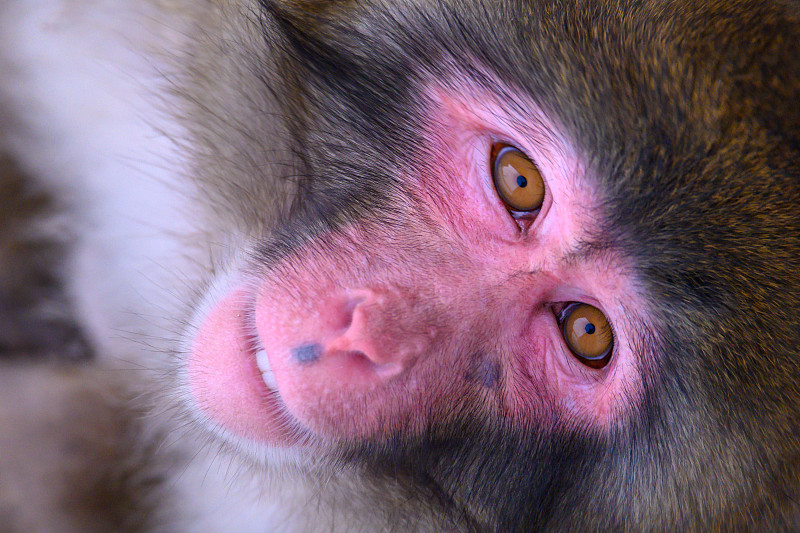 雪猴日本猕猴灵长类动物图片下载