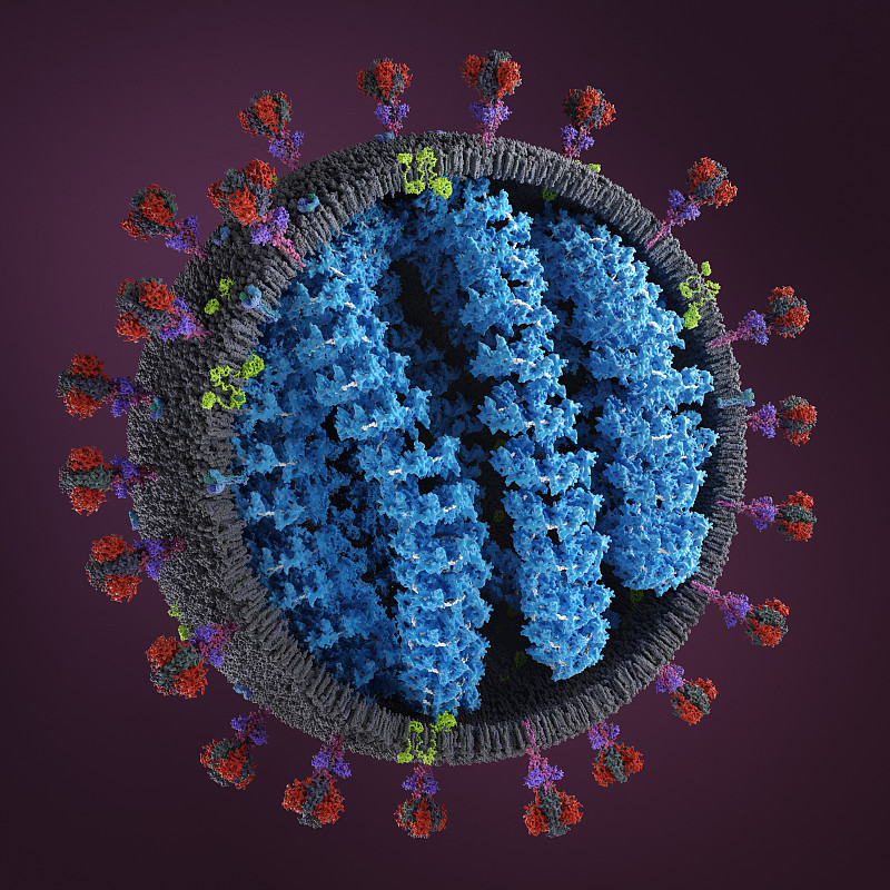 冠状病毒的详细结构。(SARS-CoV-2)图片素材