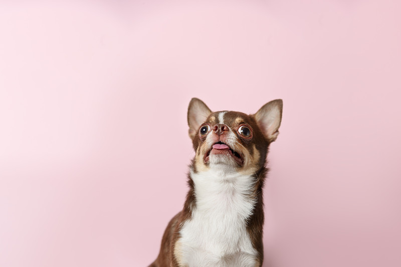震惊的棕色墨西哥吉娃娃狗与舌头孤立在浅粉色的背景。狗抬起头。本空间图片下载