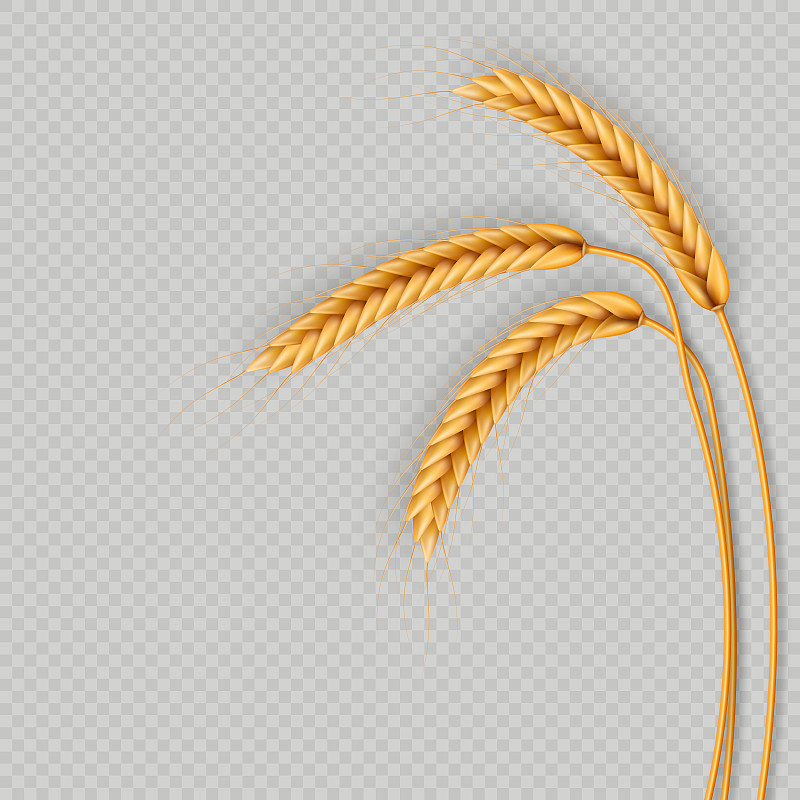 一束麦穗，干燥的全谷物逼真的插图框架孤立在透明的背景。面包店的对象模板。小麦的耳朵花环。每股收益10图片素材