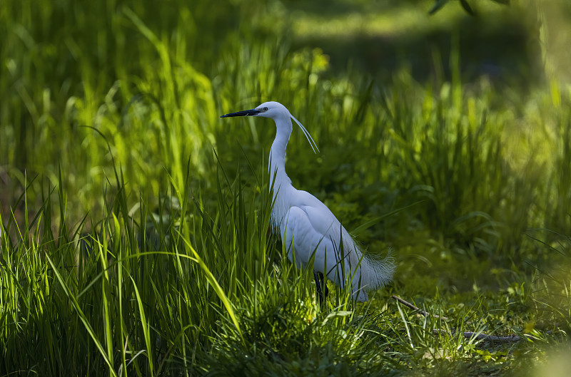 一只大白鹭漫步在草地上。它的脖子是S形的图片下载