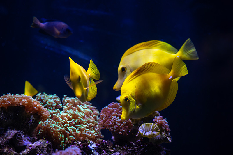 水族馆海黄天使鱼海葵宠物野生生活爱好图片素材