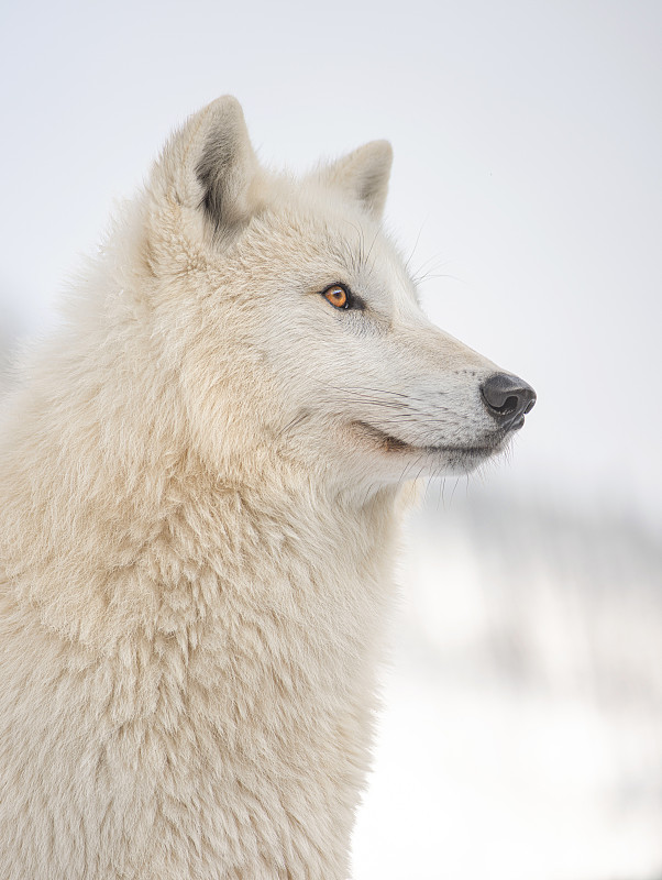 雪地森林背景上的极地狼的肖像。图片下载