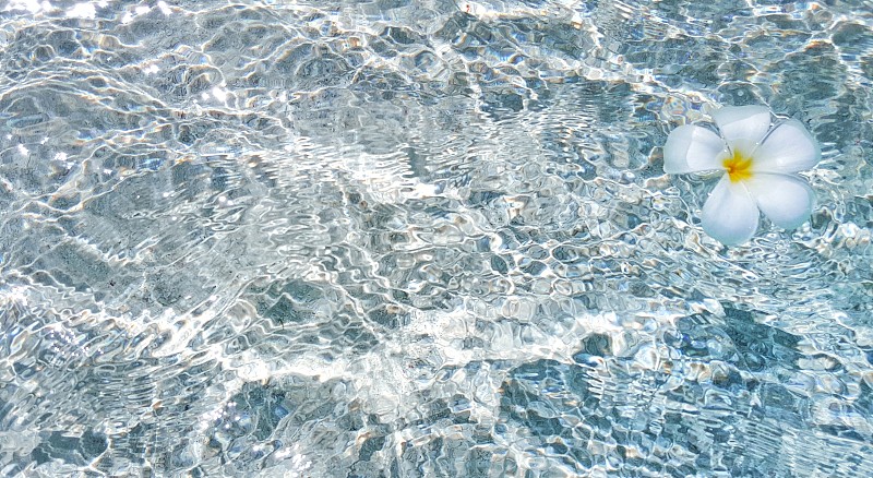 白花漂浮在清澈见底的水面上图片素材