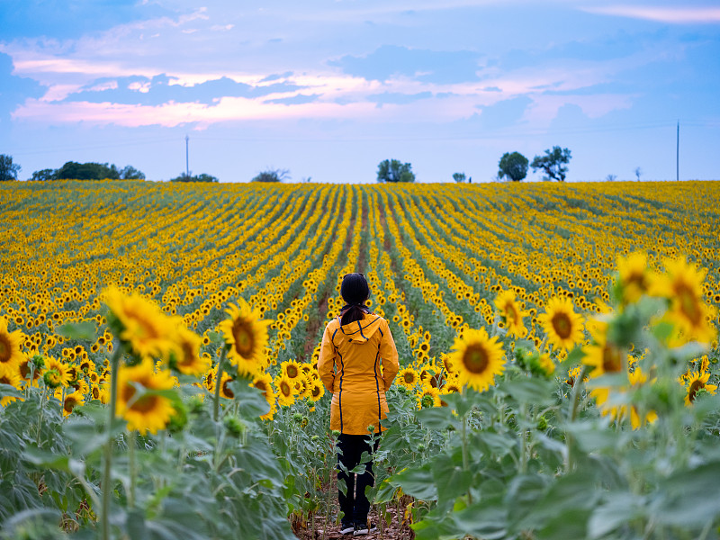 穿着黄色夹克的亚洲女人，在法国普罗旺斯的向日葵地里图片素材