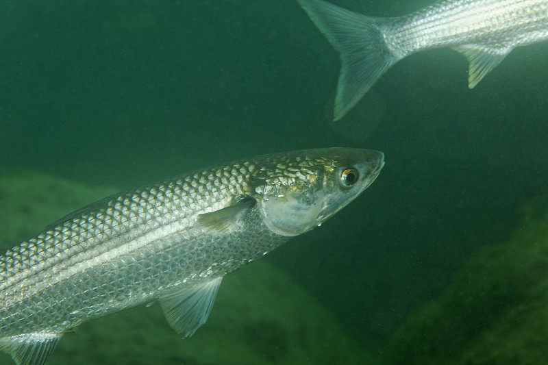 从Skradinski Buk, Krka国家公园看水下的鲻鱼图片素材