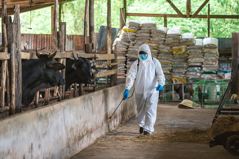 日本和牛农场的清洁和消毒，亚洲农民穿着防护服，戴口罩和喷淋袋图片素材