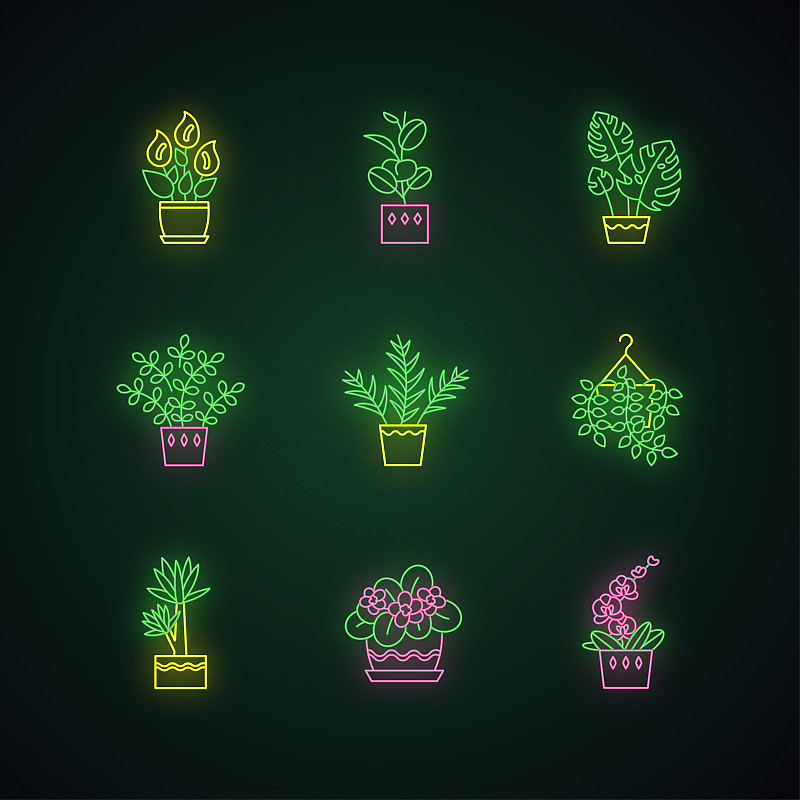 驯化植物霓虹灯图标集。室内植物。室内植物。非洲紫罗兰，无花果，怪物。pothos和平莲。具有外部发光效果的符号。矢量隔离RGB彩色插图图片素材