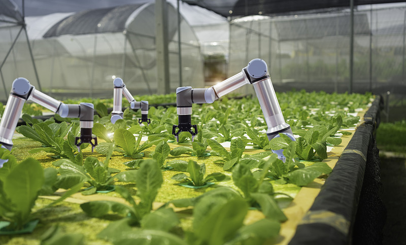 智能农业技术和智能手臂机器人是收获水培蔬菜，有机农业的概念。图片下载