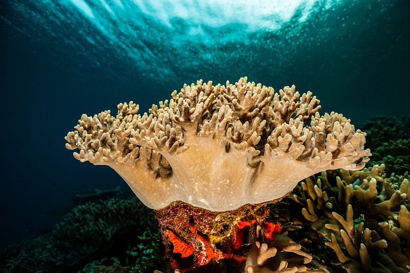 同步手指珊瑚美女，安帕特群岛之王图片素材