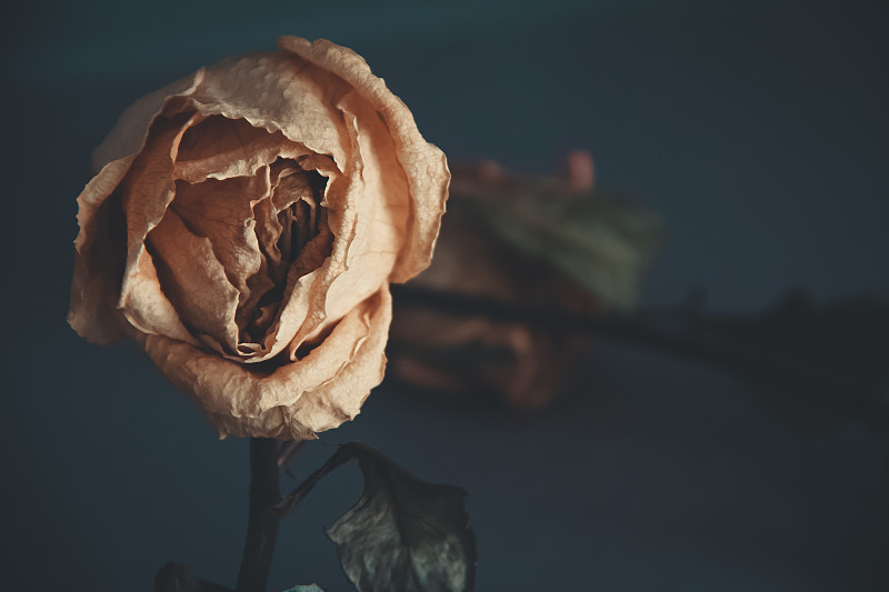 枯萎玫瑰的特写图片素材
