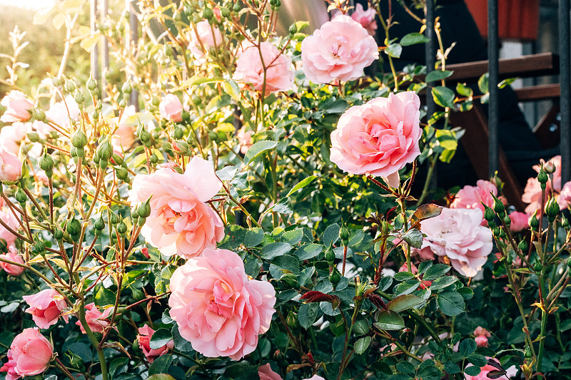 花园里的玫瑰，不像你的图片下载
