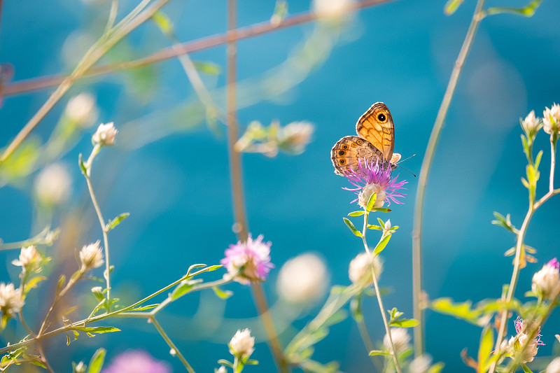 在一个阳光明媚的夏日，蝴蝶在一朵花上图片素材