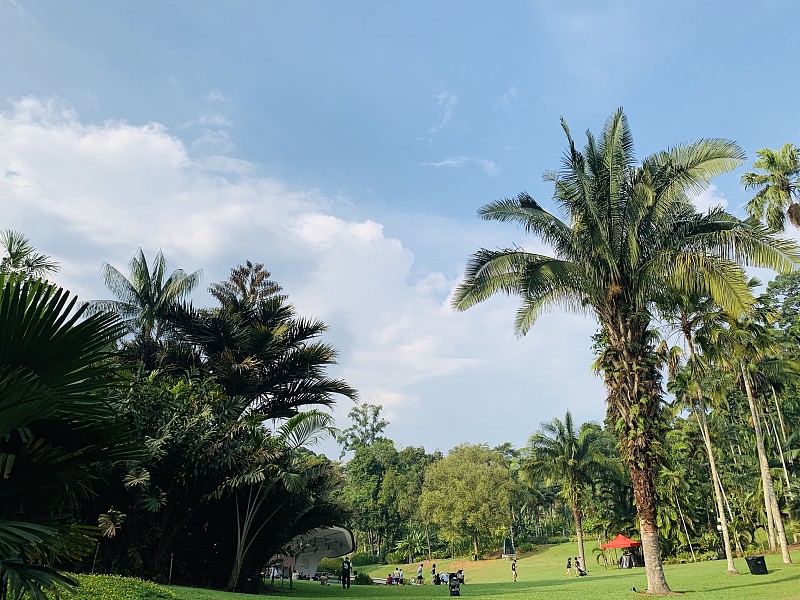 天空中公园里的棕榈树图片素材