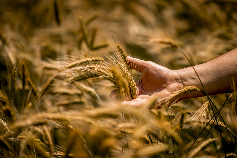 农民在田间行走时，手摸金黄色的麦穗图片下载