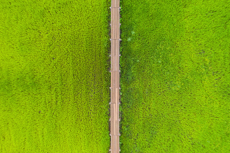 俯瞰绿色稻田上的木路图片素材