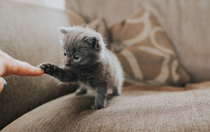 毛茸茸的灰色小猫伸出爪子去摸人的手指图片下载