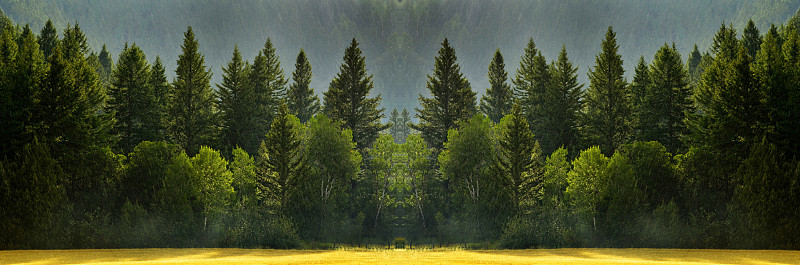暴雨中森林里有郁郁葱葱的树木代表着生长和生命图片下载
