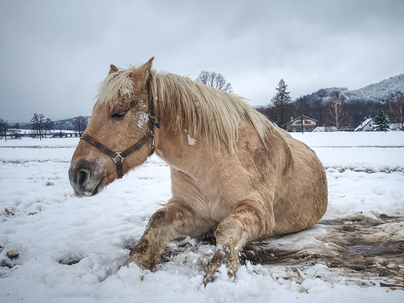 模糊手势白马在新雪滚动.有马的山地草地.图片