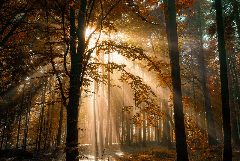 阳光透过树林图片下载