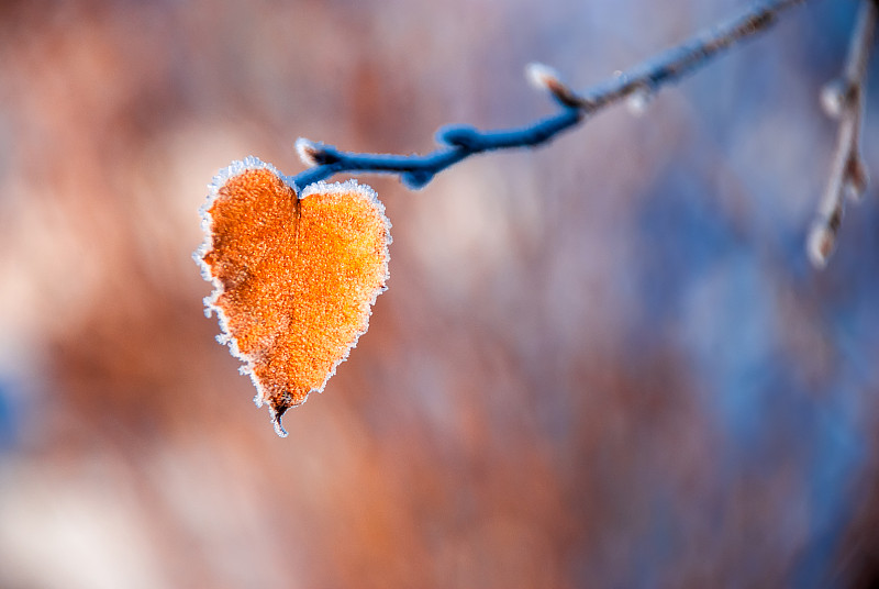 在一个晴朗的霜冻的日子里，一片火红的心形叶子，边缘上有一层霜，在一个模糊的彩色背景上。图片下载