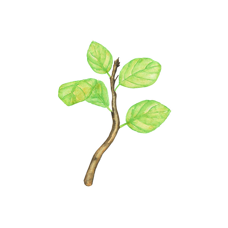 分枝有绿色的叶子孤立在白色的背景上。水彩手绘插图。带嫩叶的春枝。图片下载