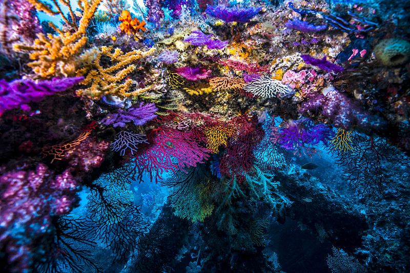 海水 海底世界图片