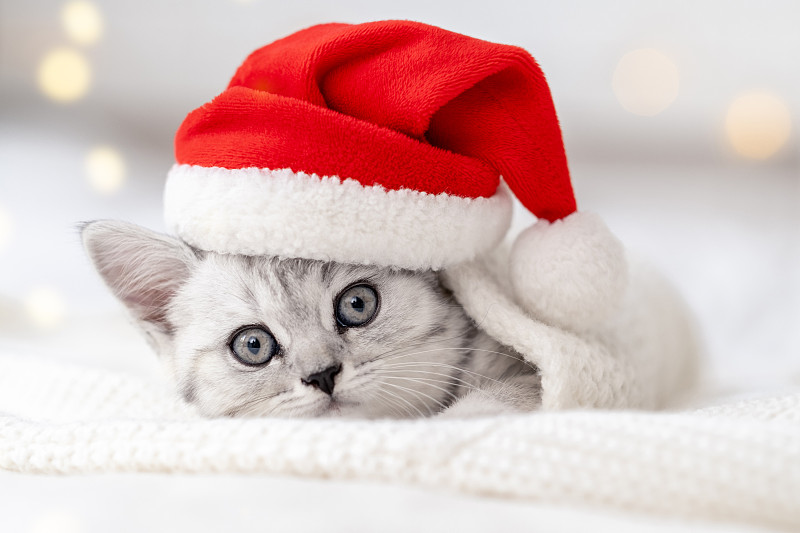 圣诞猫卡片小好奇有趣的条纹苏格兰折猫戴着圣诞红圣诞帽在家里的白色床上图片下载