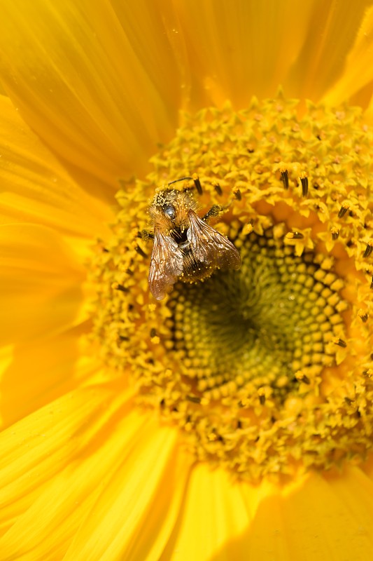 向日葵上的蜜蜂特写摄影图片