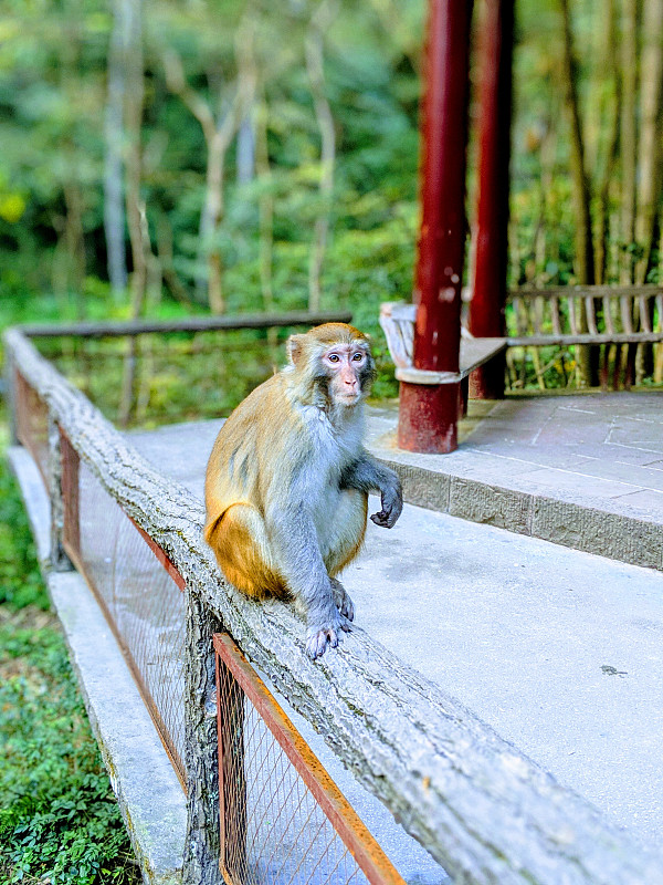 坐在靠树的栏杆上的恒河猴摄影图片
