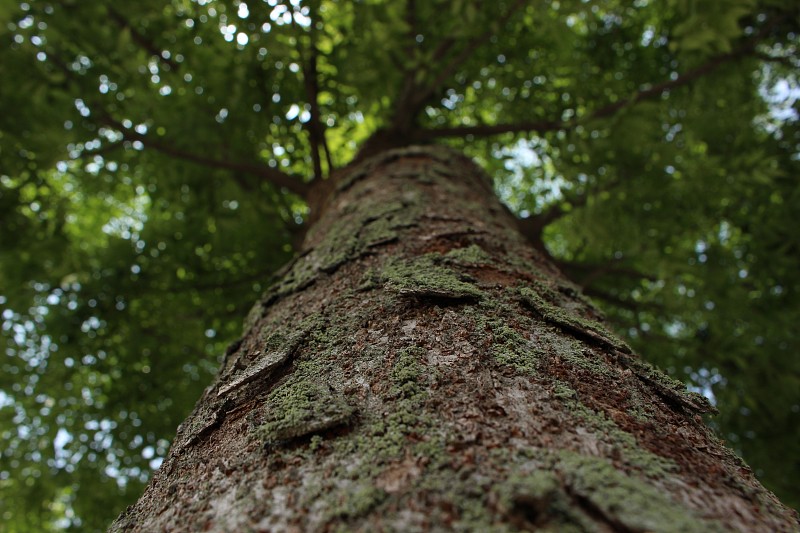 森林中树干的低角度视图摄影图片
