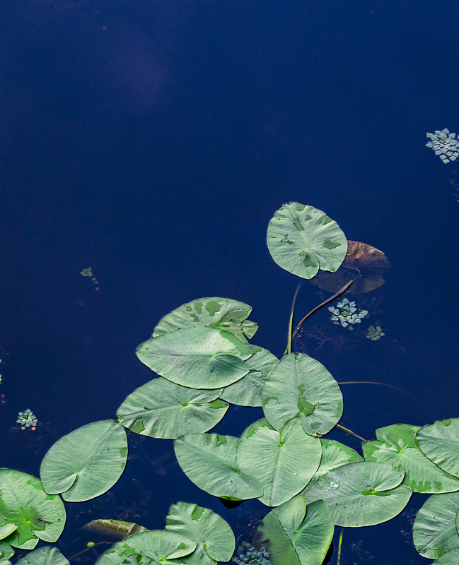 睡莲生长在蓝色的水面上。简单自然的背景摄影图片