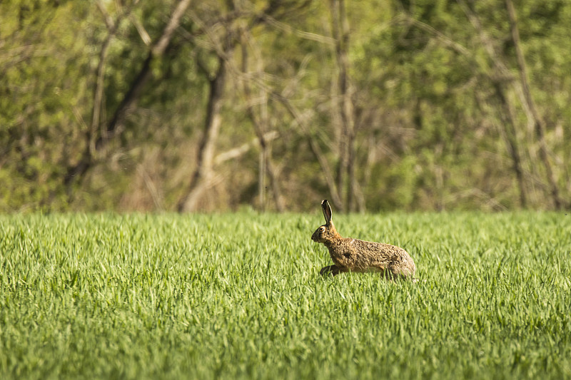 野兔在绿色的草地在夏天的时候与森林背景摄影图片