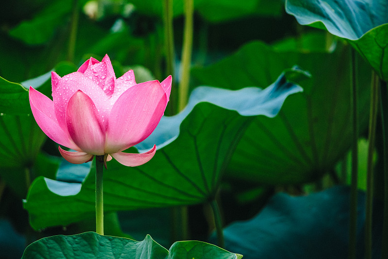 粉红色的莲花，美丽的异域之花亚洲摄影图片