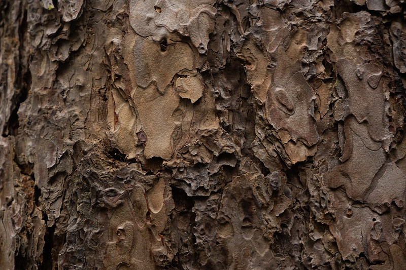 树皮树干的自然纹理摄影图片