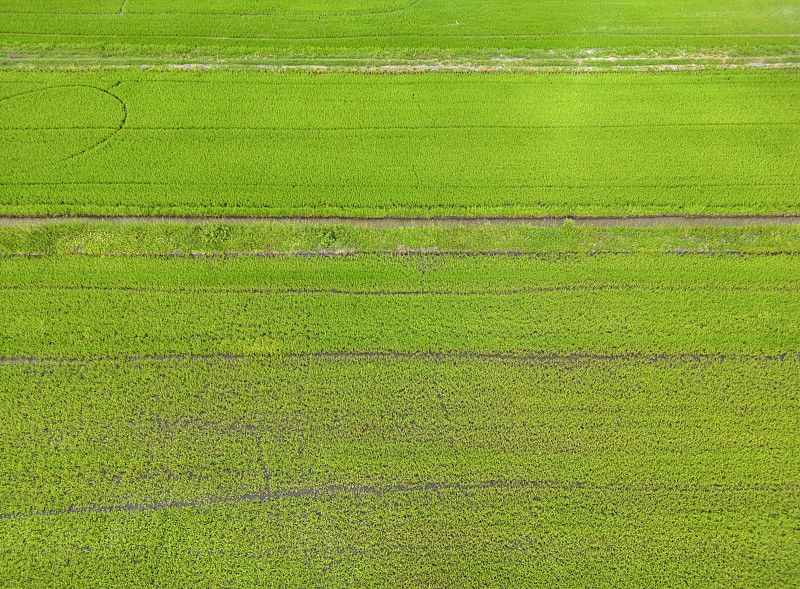 鸟瞰泰国乡村的稻田摄影图片