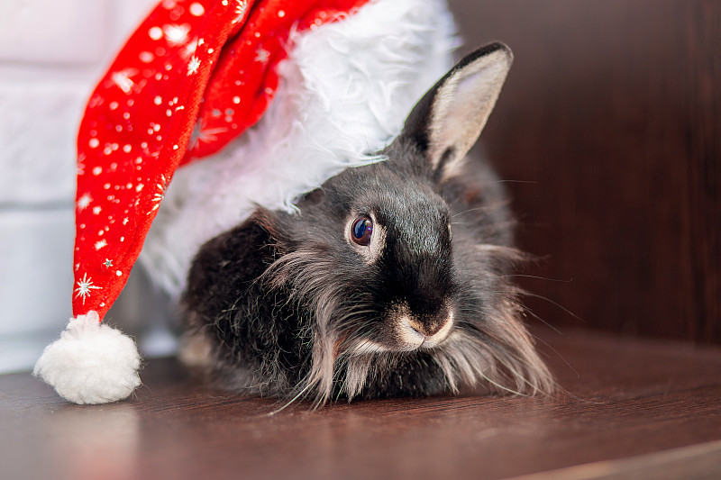 戴着新年帽子的兔子。新年的象征图片下载
