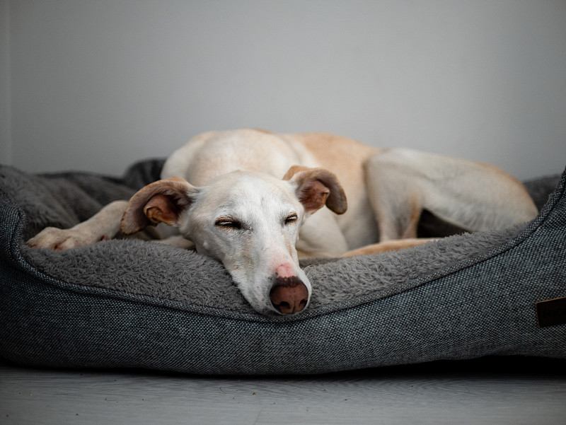可爱的白色灰狗狗睡在房子的灰色床上图片下载