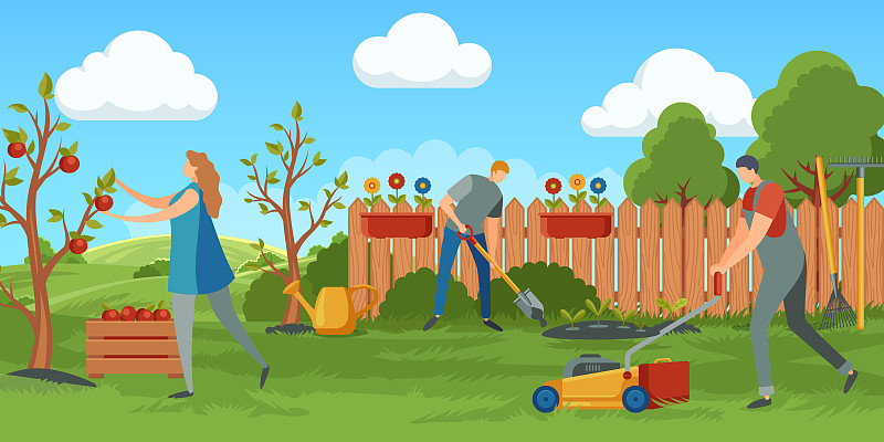 人们在花园里工作。一名妇女从树上摘苹果装入容器。男人用割草机割草图片下载