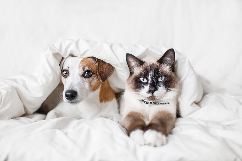 狗和猫在白色毯子下图片下载