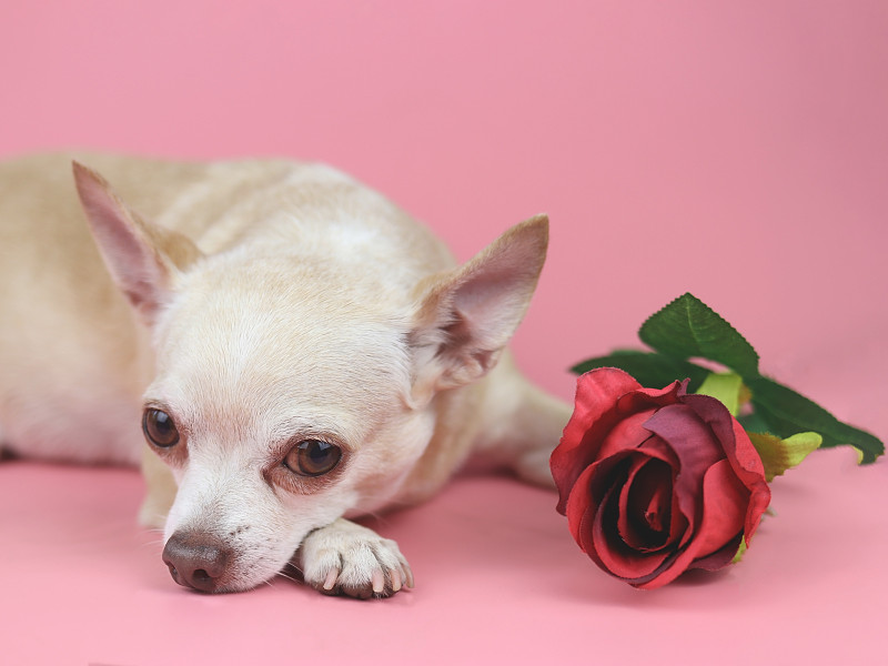 棕色吉娃娃狗看着相机。躺在粉红色背景上的红玫瑰。可爱的宠物和情人节的概念图片下载
