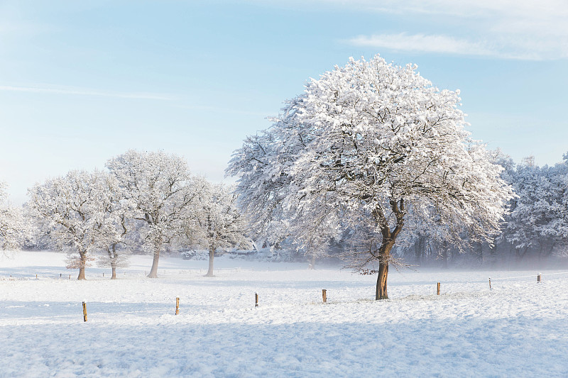 白雪覆盖的田野上的树木映衬着天空图片下载