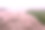无人机拍摄的粉红樱花花树鸟瞰图。山上粉红色的花盛开的景色摄影图片