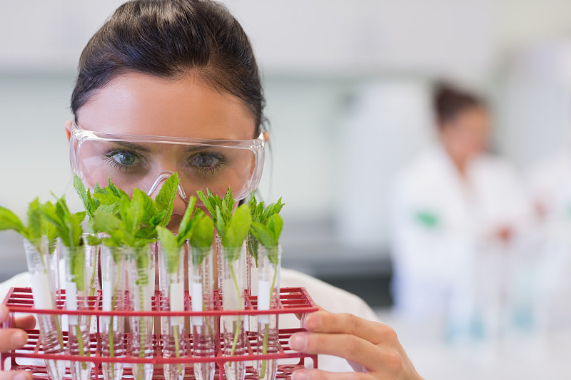 实验室里的女科学家和年轻的植物图片下载