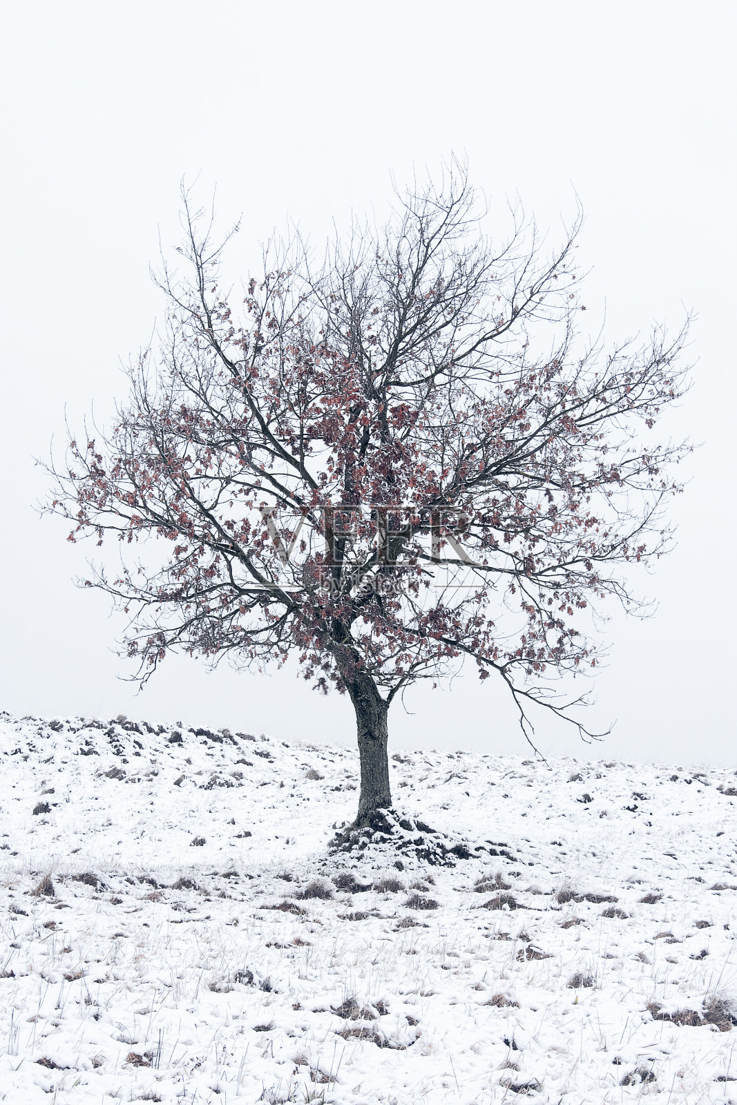 在冬季景观中有红叶的单棵树照片摄影图片