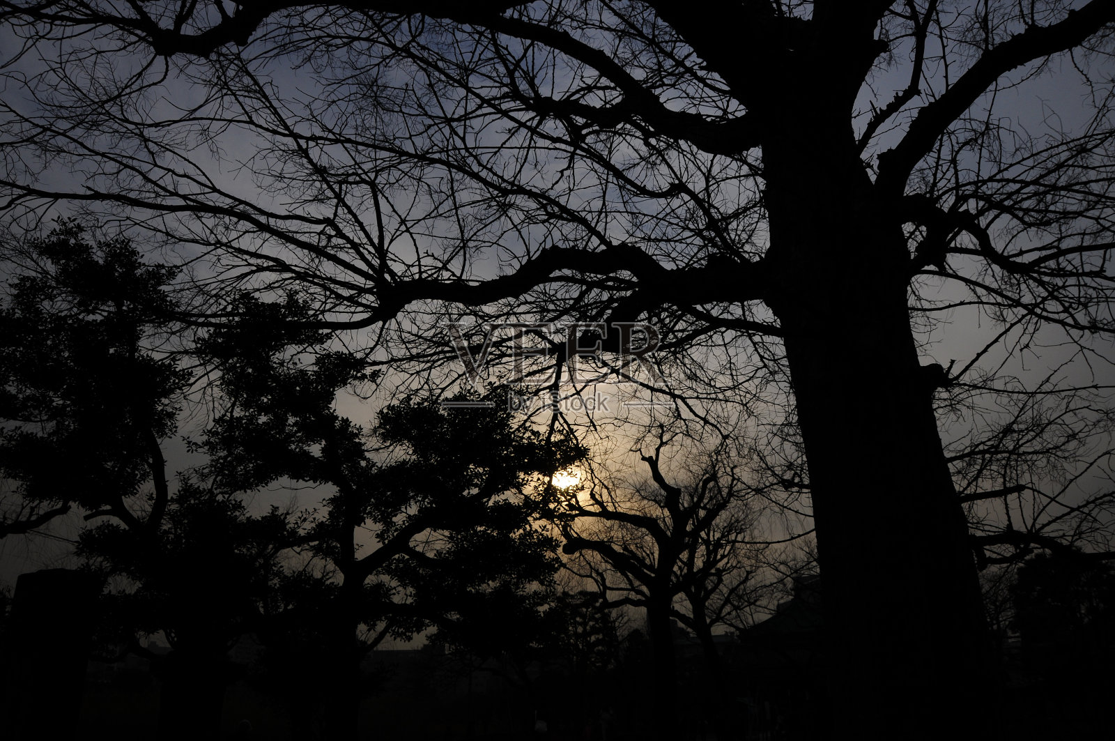 夕阳与树木的剪影照片摄影图片